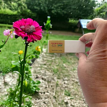 Seed Bombs - 6 Pack - Canadian Wildflowers